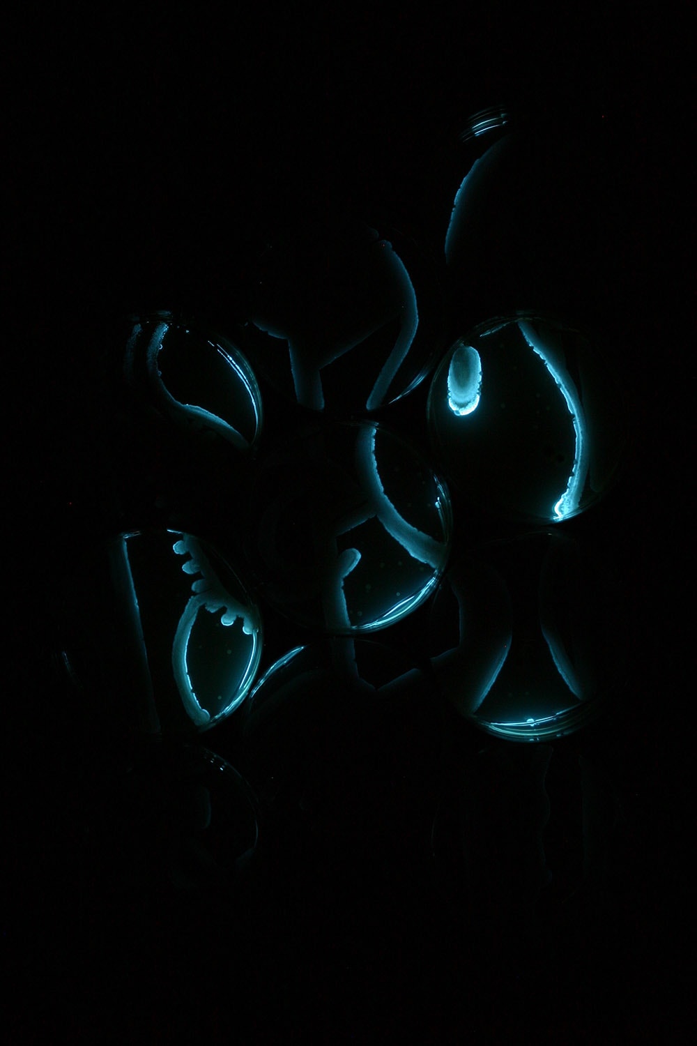 Rabbit — Stage 2